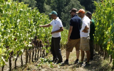 Attività in campo